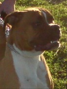 Fotos de perros